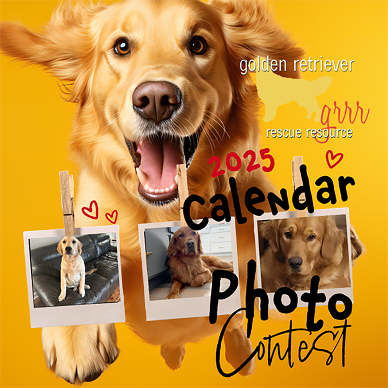 Calendar Photo Contest for golden retrievers